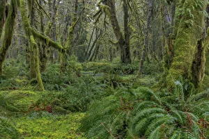 Mossy lush forest along the Maple Glade Trail in the Quinault Rain Forest in Olympic National Park