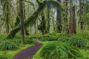 Moss Prints: Mossy lush forest along the Maple Glade Trail in the Quinault Rain Forest in Olympic National Park