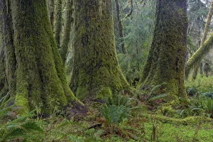 Images Dated 16th April 2018: Mossy lush forest along the Maple Glade Trail in the Quinault Rain Forest in Olympic National Park