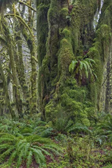 Quinault Prints: Mossy lush forest along the Maple Glade Trail in the Quinault Rainforest in Olympic National Park