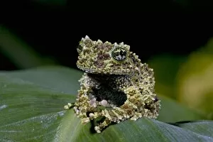 Images Dated 17th April 2006: Mossy Treefrog, Theloderma corticale, Native to Vietnam