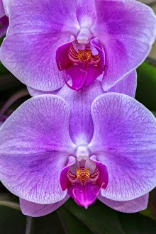 Phalaenopsis Prints: Moth Orchid