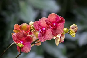 Moth Orchid