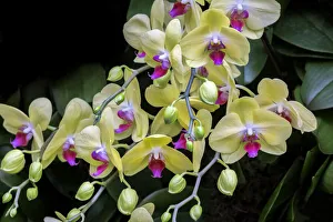 Images Dated 18th January 2020: Moth Orchid