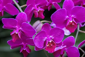 Moth Orchid