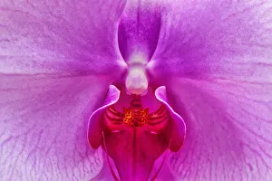 Images Dated 18th January 2020: Moth Orchid