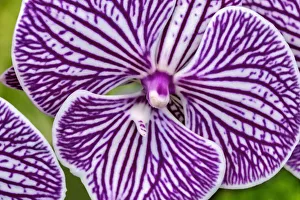 Moth Orchid