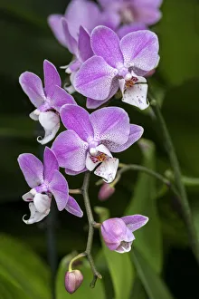 Moth Orchid