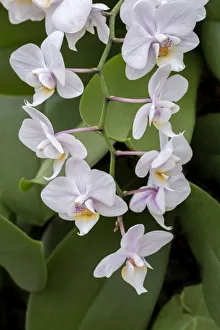 Images Dated 14th February 2021: Moth Orchid