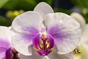 Images Dated 14th February 2021: Moth Orchid