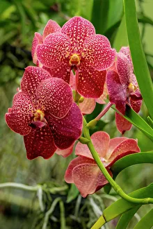 Orchid Prints: Moth Orchid