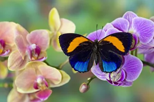 Phalaenopsis Prints: Moth orchid, Phalaenopsis and Asterope davisi butterfly