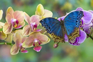 Phalaenopsis Prints: Moth orchid phalaenopsis and blue butterfly, Salamis temora