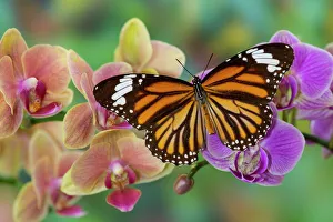 Phalaenopsis Prints: Moth orchid phalaenopsis and monarch butterfly