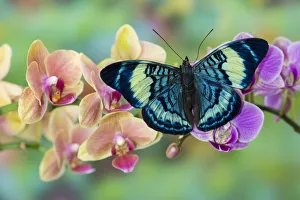 Phalaenopsis Prints: Moth orchid, Phalaenopsis and tropical blue Panacea procilla butterfly
