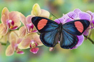 Phalaenopsis Prints: Moth orchid, Phalaenopsis and tropical butterfly, Batesia hypochlora