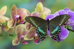 Phalaenopsis Prints: Moth orchid, Phalaenopsis and tropical swallowtail butterfly, Papilio maackii