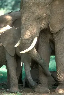 Safety Prints: Mother African Elephant (loxodonta africana) protecting two babies