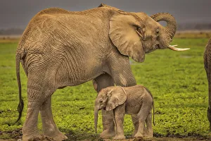 Mother Prints: Mother and baby elephant, Amboseli National Park