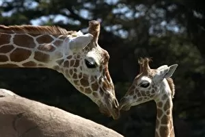 Images Dated 9th August 2006: Mother and baby Reticulated Giraffe (giraffa camelopardalis reticulata), San Francisco