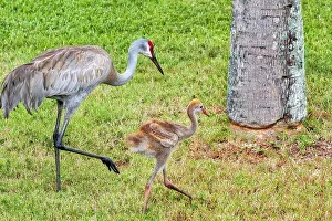Mother Prints: Mother and baby sandhill crane
