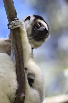 Images Dated 1st August 2007: Mother and Baby Verreauxs Sifakas at Nahampoana Reserve, Fort Dauphin, Madagascar