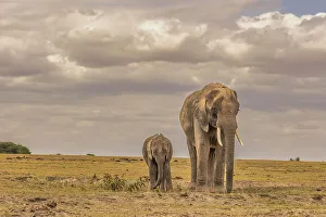 Animal Preserve Prints: Mother and calf Amboseli elephants, Amboseli National Park, Africa