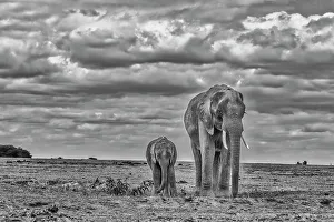 Animal Preserve Prints: Mother and calf Amboseli elephants, Amboseli National Park, Africa