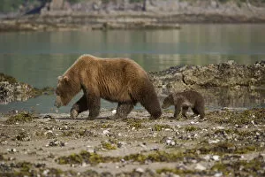 Mother Grizzly bear and her young cub walking on a beach at low tide in Geographic Harbor