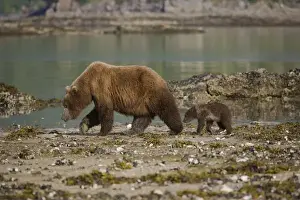 Parenting Prints: Mother Grizzly bear and her young cub walking on a beach at low tide in Geographic Harbor