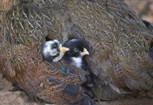 Orissa Prints: Mother hen guarding two little chicks, Orissa, India