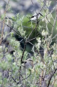 Images Dated 26th June 2006: Mother Northern Shrike Returns To Chicks (Lanius excubitor) - Arctic National Wildlife