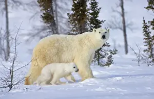 Mother polar bear with cub on the tundra, Wapusk National Park, Manitoba, Canada