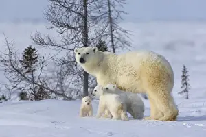 Tundra Prints: Mother polar bear with three cubs on the tundra, Wapusk National Park, Manitoba, Canada