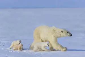 Mother polar bear with three cubs on the tundra, Wapusk National Park, Manitoba, Canada