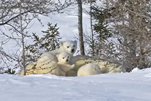 Mother polar bear with three cubs on the tundra, Wapusk National Park, Manitoba, Canada