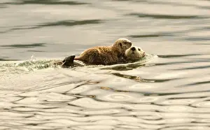 Cute Prints: A mother sea otter swims on her back as her baby rests on her stomach in Alaskan waters