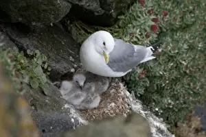 Ledge Prints: A mother Skua and her young chicks nesting on ledge on the northeast coast of Iceland