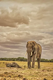Mother Prints: Mother and sleeping calf elephants, Amboseli National Park