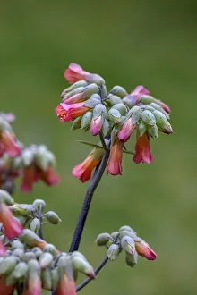 Succulent Prints: Mother of Thousands, succulent