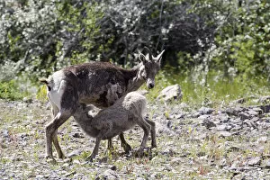 Mother and young bighorn sheep in Jasper National Park, Canada