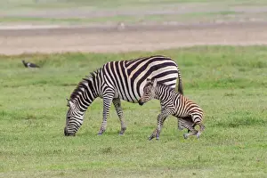 Mammals Prints: Mother zebra (Equus quagga) grazes while newborn colt attempts to stand, hind legs