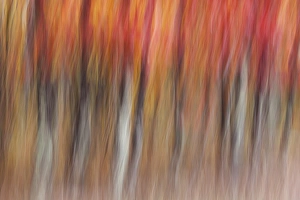 Wisconsin Prints: Motion blur abstract of autumn-hued forest, Wisconsin