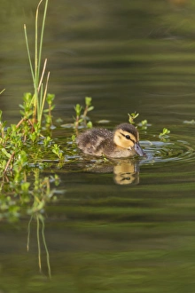 Duckling Prints: Mottled Duck (Anas fulvigula) duckling on pond