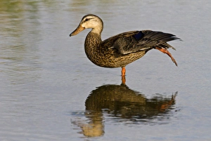 Images Dated 7th October 2010: Mottled Duck (Anas fulvigula) female resting in shallow marsh