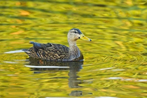 Cameron County Prints: Mottled Duck (Anas fulvigula) male in freshwater pond