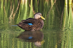 Images Dated 7th October 2010: Mottled Duck (Anas fulvigula) male resting in shallow marsh