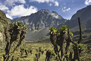 Rwenzori Prints: Mount Baker with Bujuku bog and Bujuku lake (3900m) in the Rwezori Mountains, Uganda
