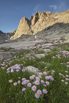 Subalpine Prints: Mount Helen and field of purple Asters growing in Upper Titcomb Basin