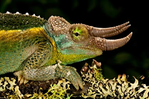 Vertebrate Prints: Mount Kenya Jacksons Chameleon, Trioceros jacksonii xanthopholophus, Native to Kenya